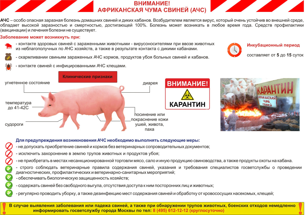 Памятка профилактика африканской чумы свиней.jpg