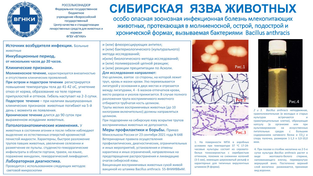 Информационный плакат на тему Сибирская язва.jpg