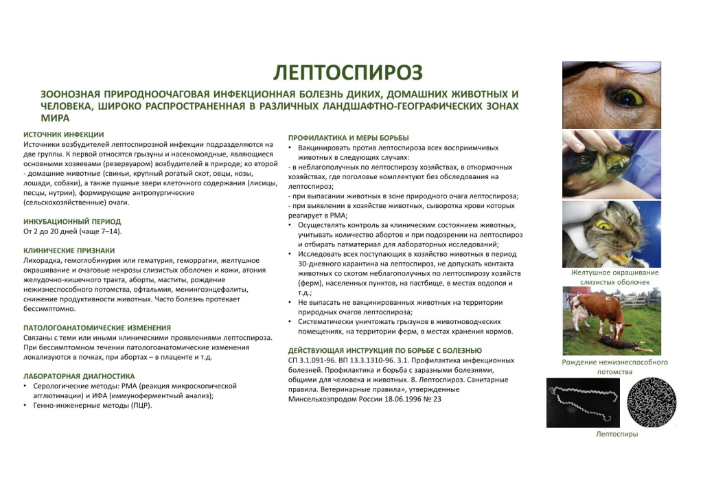 Информационный плакат на тему Лептоспироз.jpg