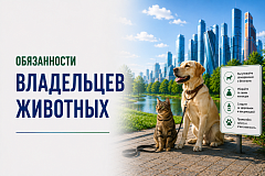 Правила содержания и выгула собак. Обязанности владельцев животных